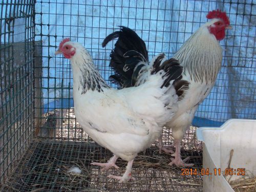 6 + Columbian Marans hatching eggs