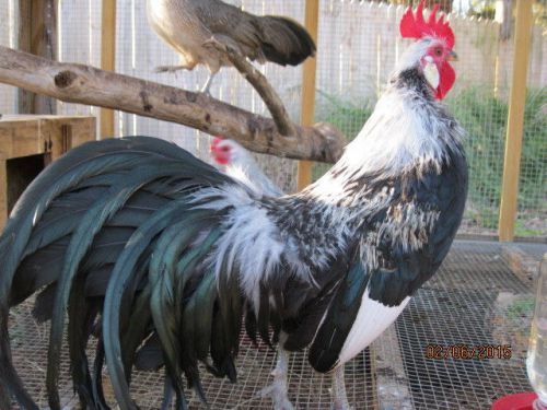 Silver Duck Wing Bantam Phoenix Hatching Eggs &#034;10&#034; Ten