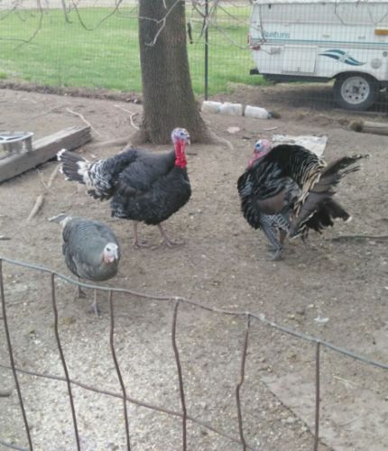 6 Eastern wild turkey hatching eggs