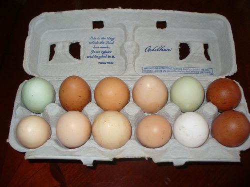 1-DOZEN plus 6 EXTRA EGGS BARNYARD SPECIAL MIXED CHICKEN HATCHING EGGS