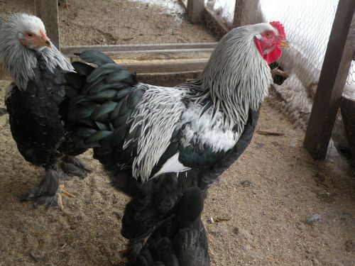 10+ FRESH,FERTILE DARK BRAHMAS HATCHING EGGS