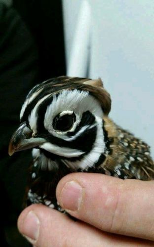 Mearns quail hatching  eggs. (6)