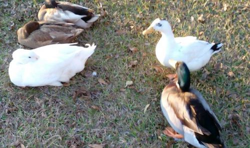 6+ mixed Duck Hatching Eggs