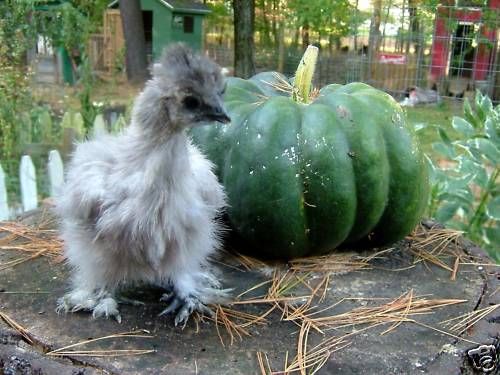 Bearded SILKIE hatching eggs 5++ Calico, Cuckoo, Lavendar.Blue.....