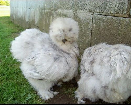 12+ bearded silkie hatching eggs  npip