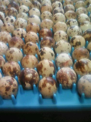 25++ Pharaoh Quail hatching eggs