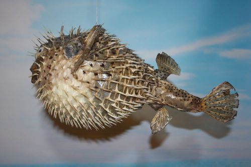 (1)pc,14&#034;,PRESERVED PORCUPINE FISH, SUSHI DECOR, SEAFOOD DECOR, PORCUPINE FISH