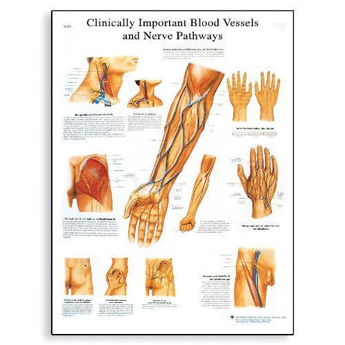 3B Scientific VR1359L Blood Vessels and Nerve Pathways Anatomical Chart on Gloss