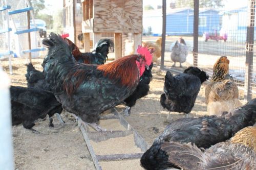 12 + True Olive Egger Chicken Hatching eggs plus Bonus Black Copper Maran Eggs