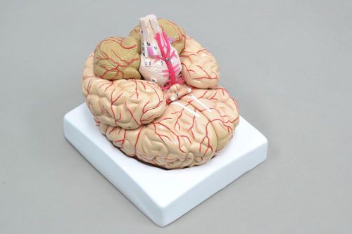 9-Part Medical Anatomical Human Brain Model With Arteries Realistic Life Size