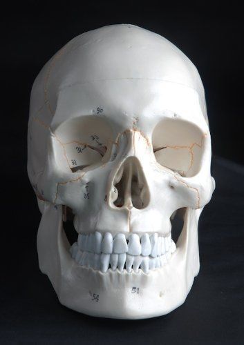 Anatomical Human Skull Model, 3-part, Numbered, with Sutures, Life Size