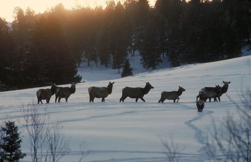 COREL STOCK PHOTO CD North American Wildlife Series 41000