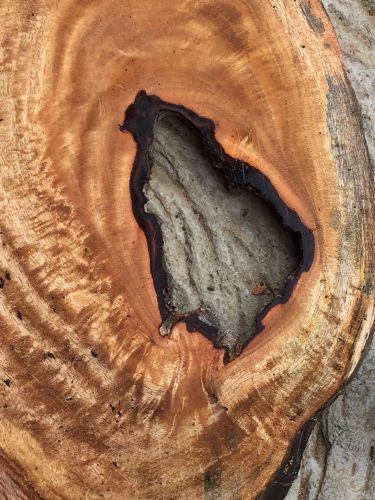 Curly Spalted Reclaimed Hawaiian Mango Wood Live Edge 2@12-22&#034;x9-12&#034;x3/4-2&#034;