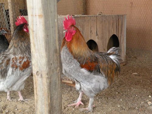 10+ FRESH,FERTILE BLUE COPPER MARANS HATCHING EGGS