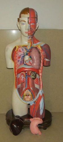 ++ CLAY ADAMS ANATOMICAL BODY MODEL- REMOVEABLE ORGANS