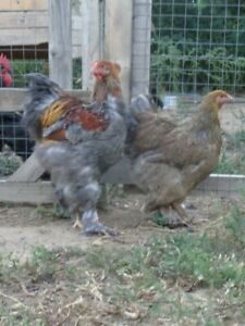 Hatching eggs. 1/2  dz all purebred America Brahma , , black giant an more.