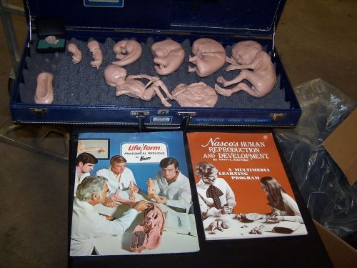 Nasco Life Form Simulator Human  Intrauterine  Development Fetus Reproduction