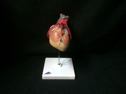 3b scientific - g05 classic heart with bypass anatomical model - 2 part (g 05) for sale