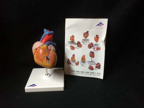 3b scientific - g08 classic human heart anatomical model - 2 part (g 08) for sale