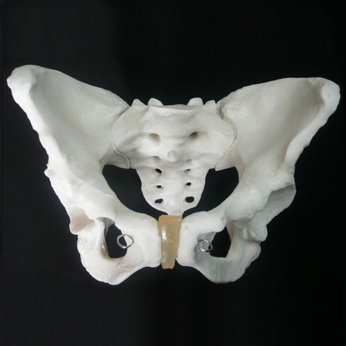 Skelton Model Life Size Male Pelvis