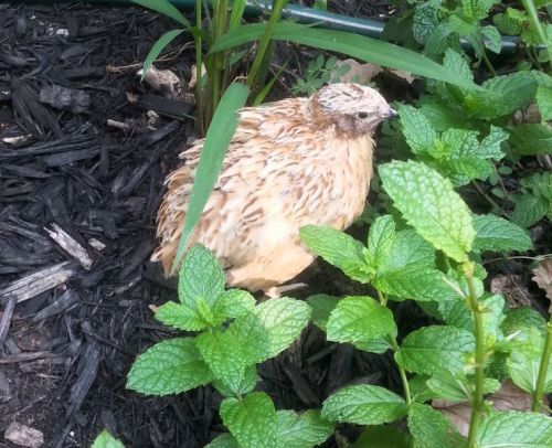 12 Golden Speckled Italian Quail Hatching Eggs + extra