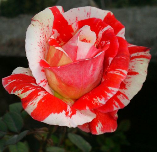 Fresh premium &#034;scentimental&#034; rose (10 seeds) striped hybrid roses, hardy, l@@k! for sale