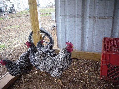 (10+) Barred Rock Bantam hatching eggs