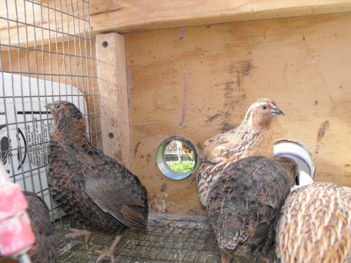 20x Mixed Color Coturnix Quail Hatching Eggs Fertile Incubator Egg Pharoah Brown