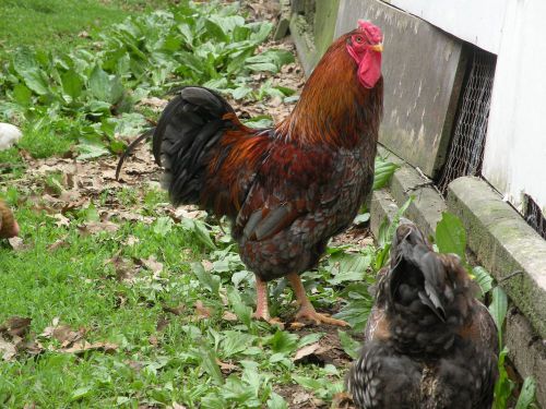 10+ FRESH,FERTILE BLUE LACE RED WYANDOTTE HATCHING EGGS