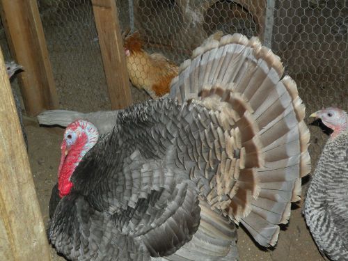 8+ FRESH,FERTILE PATRIOT TURKEY HATCHING EGGS