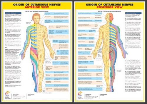 Nervous System Anatomy Medical A2 Size Laminated Charts - Set of 6
