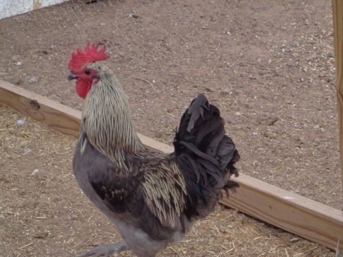 10 + BLUE ISBAR CHICKEN HATCHING EGGS NPIP