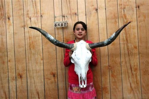 STEER SKULL LONG HORNS 3&#039; 8&#034; COW BULL SKULLS HORN H6485