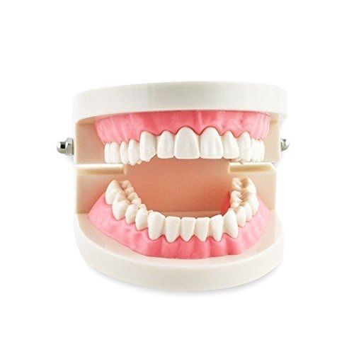 Dental Teeth Model Adult Standard Study Teaching Demonstration Science Medical