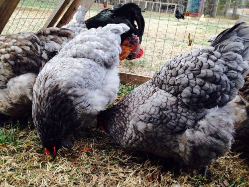 NPIP 10+ English Blue/Black/Splash BBS Orpington Fertile Hatching Eggs