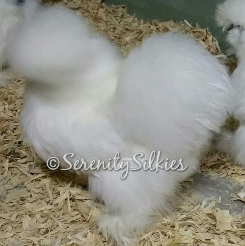 12 Quality White, Blue, Splash Bearded Silkie Fertile Hatching Eggs