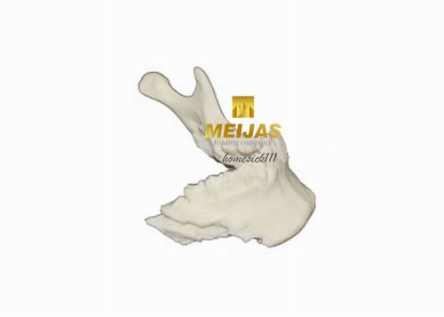 XINGXING Dental Lower Jaw Teeth Model for teaching 5001-1 HO