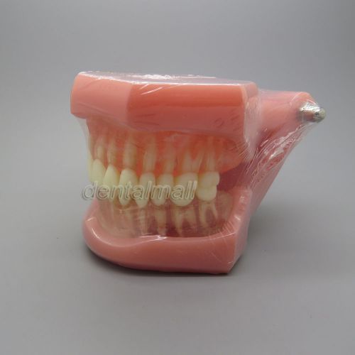 New Dental Study Teaching Model Standard Model Removable Teeth #7005