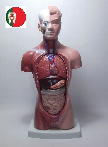 Professional Medical Anatomical model Torso Model 15 Parts 26cm  IT-034 ARTMED