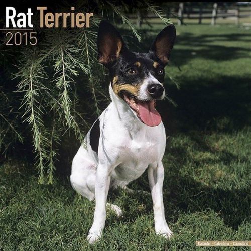 New 2015 rat terrier wall calendar by avonside- free priority shipping! for sale