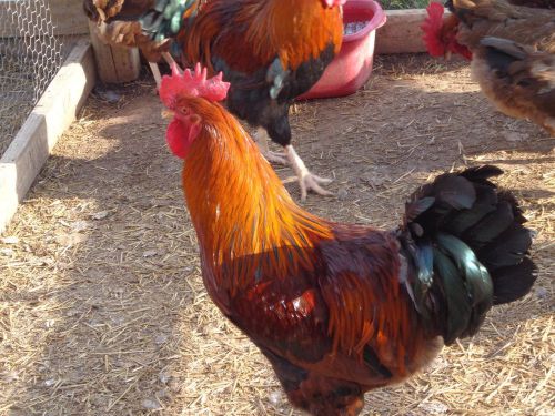 10 + WELSUMMER CHICKEN HATCHING EGGS NPIP