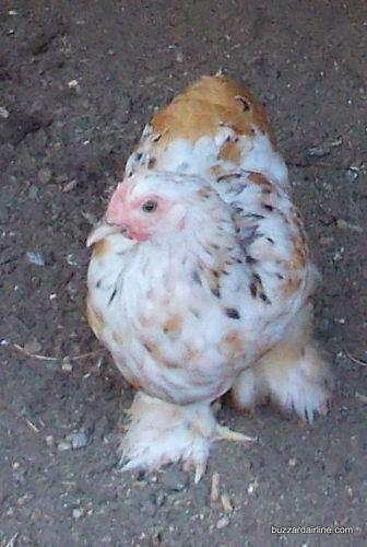 6+ Millie Fleur/Calico Cochin bantam Hatching eggs NPIP Ga. 1211