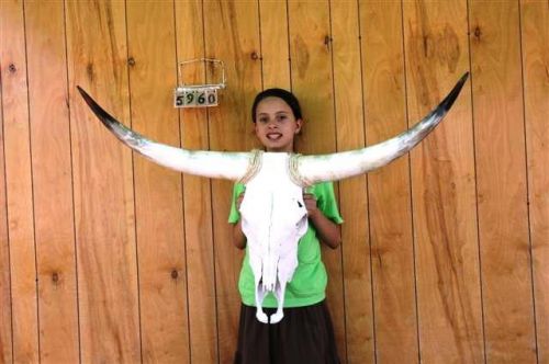 Steer skull long horns 3&#039; 8&#034; cow bull skulls horn h5960 for sale