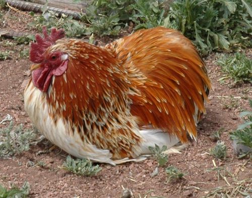 10 Frizzle Mille Fleur/Lemon Blue Project Bantam Cochin Hatching eggs