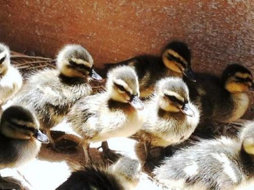 5+ Fertile Duck Hatching Eggs, MALLARD - PURE BREED - RARE  !!