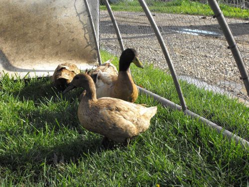 6x Purebred Khaki Campbell Hatching Eggs Purebred Duck Fertile Incubator Egg