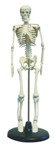 WALTER PRODUCTS DESKTOP SKELETON 17&#034; (43cm) B10203