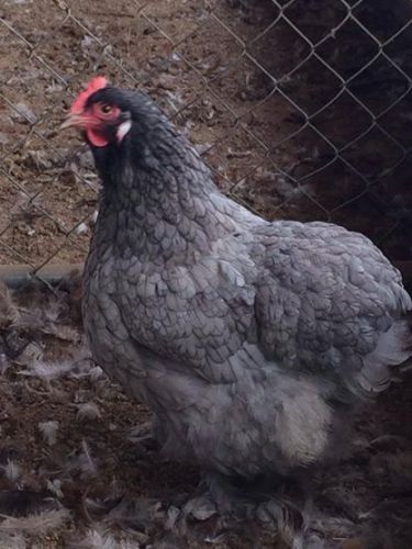 6+ Large Fowl Blue Cochin Fertile Hatching eggs