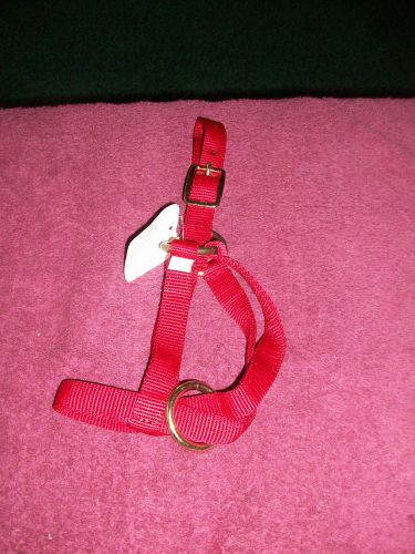 Red  Goat Halter