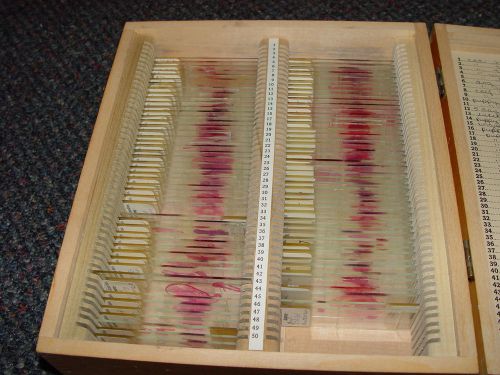 VETERINARY HISTOLOGY GLASS SLIDES SPECIMENS CLAY-ADAMS